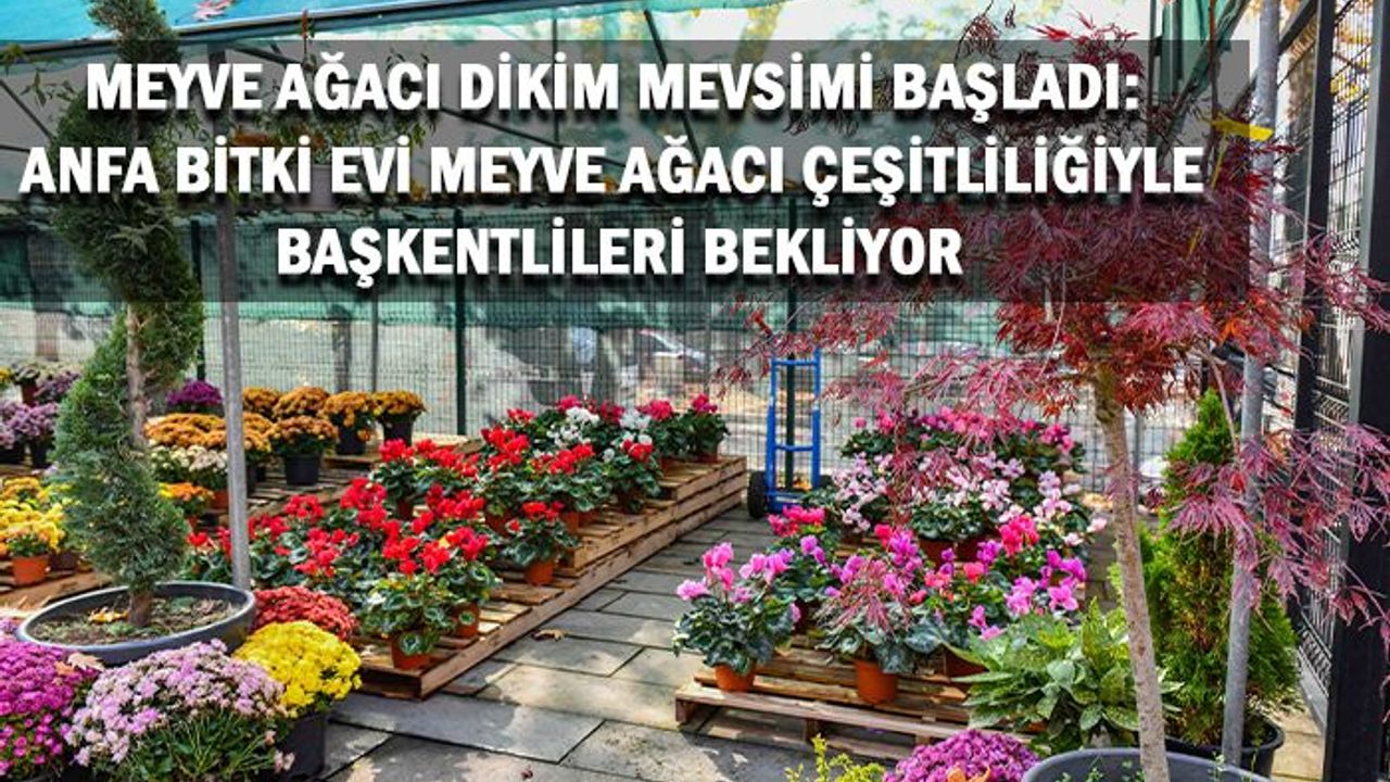 MEYVE AĞACI DİKİM MEVSİMİ BAŞLADI: ANFA BİTKİ EVİ MEYVE AĞACI ÇEŞİTLİLİĞİYLE BAŞKENTLİLERİ BEKLİYOR