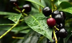 Türkiye'de yetişen en ölümcül bitkilerden biri! Tükürüğe geçen zehir solunum yetmezliğine neden oluyor