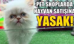 Kedi ve köpeklerin petshop'larda satılması 14 Temmuz'dan itibaren yasaklanıyor