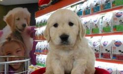 Petshoplarda evcil hayvan satış yasağı başladı