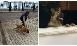 Trabzon'da bekçiyi ısıran köpek gözaltına alındı