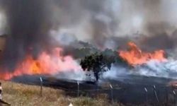 Ankara'da hasadı yapılmamış ekin tarlası alev alev yandı!