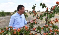 Altındağ Belediyesi’nin meyve ormanı meyvelerini verdi