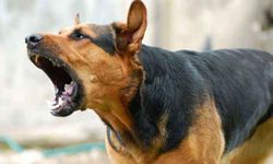 Köpek korkusu Ankara'yı sardı! Arabanın önüne atlayarak canını kurtardı!