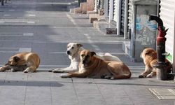 Sahipsiz Saldırgan Köpekler Uyutulacak!