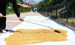 Mamak’ta Asırlık Gelenek Başladı: Bulgur Kaynatma Sezonu