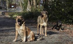 Etimesgut’ta Çocuğa Saldıran Köpeğin Sokağa Bırakılacak Olmasına Mahalleli Tepkili