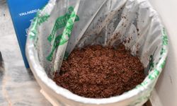 Çay posasından hayata: Mamak Belediyesi’nden sürdürülebilir tarıma örnek proje