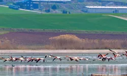 Gölbaşı'nda pembe kanatlar: Flamingolar görsel şölen sundular