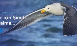Bulgarca Çeviri ve Arapça Çeviri - Okeanostercume.com.tr