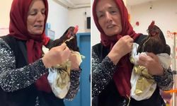 Tavuk için seferberlik: Röntgenle tespit edildi, ameliyatla kurtarıldı