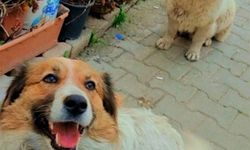 Depremde ayrılan iiki köpek yıllar sonra Ankara’da kavuştu