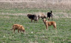 Ankara’da sokak köpeğine kurşun