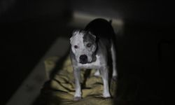 Ankara'da komşusunun köpeğini öldüren şahıs tutukalndı