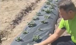 Kızılcahamamlı Çiftçi Mevlüt Şağban, Devlet Destekleriyle Üretimini Geliştiriyor