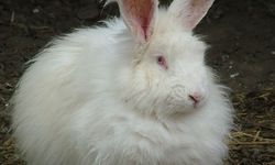 Ankara tavşanı ana vatanına döndü: 2 çiftle başladı, 130’a ulaştı!