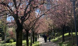 Dikmen Vadisi’nde Sakura Çiçekleri Açtı: Baharın Renkli Manzarası