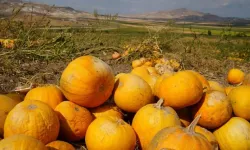 Ankara’da Kabak Çekirdeği Hasadı Başladı