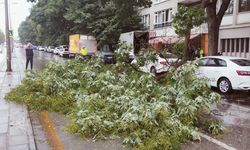 Ankara’da Sağanak Yağış Etkili Oluyor: Kurtuluş’ta Devrilen Ağaç Trafiği Kilitledi!
