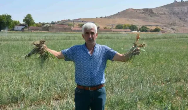 Polatlı'da Çiftçiler İsyanda: Verim Beklenenin Altında Kaldı