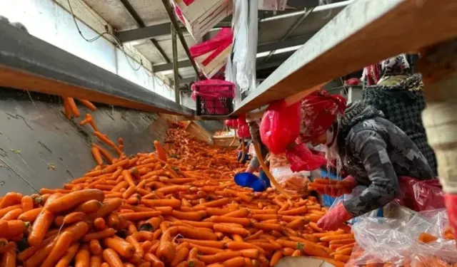 Beypazarı’nda havuç krizi: Tarlada 8 TL, pazarda 45 TL