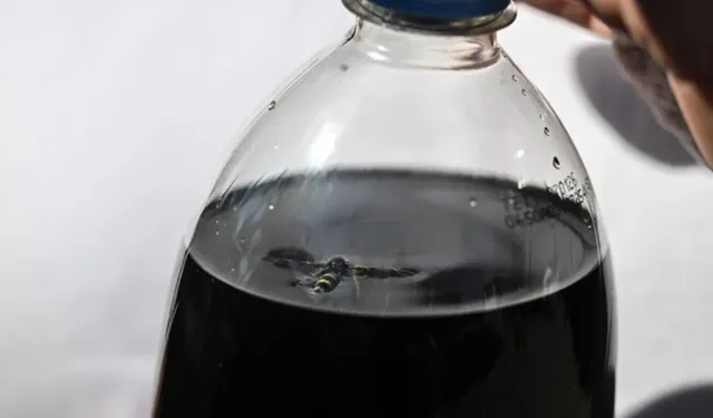 Ankara’da kola şişesinden ölü arı çıktı