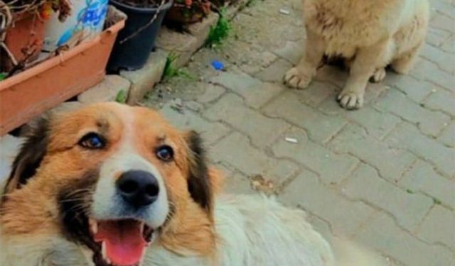 Depremde ayrılan iki köpek yıllar sonra Ankara’da kavuştu