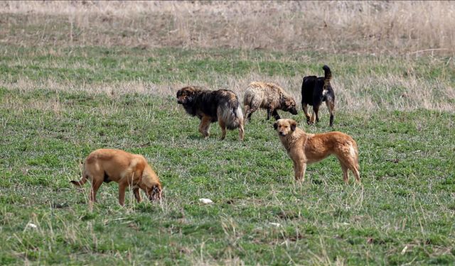 Ankara’da sokak köpeğine kurşun