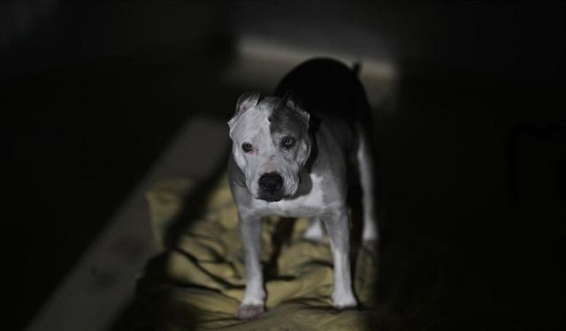 Ankara'da komşusunun köpeğini öldüren şahıs tutukalndı