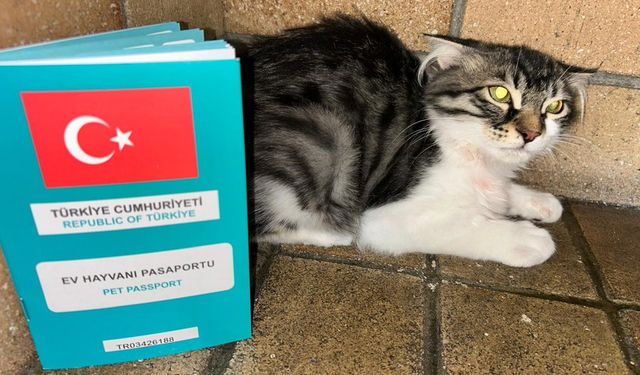 Ankara’da kurtarılan kedi, Hollanda’da yeni hayatına başlıyor