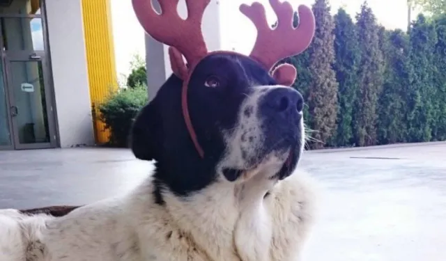 Matmazel köpek için hayvanseverlerden basın açıklaması!