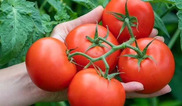 Dünya Lezzet Listesinde Ankara İmzası: Ayaş Domatesi En İyiler Arasında