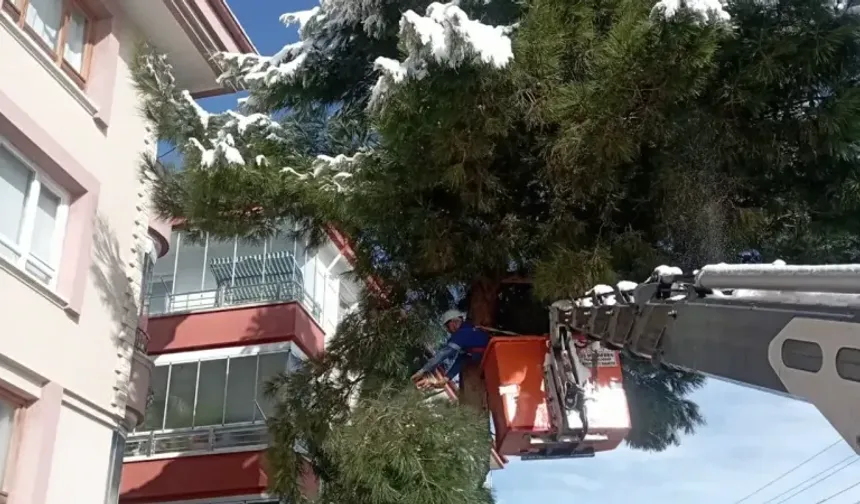 Mamak'ta ağaç budama çalışmaları