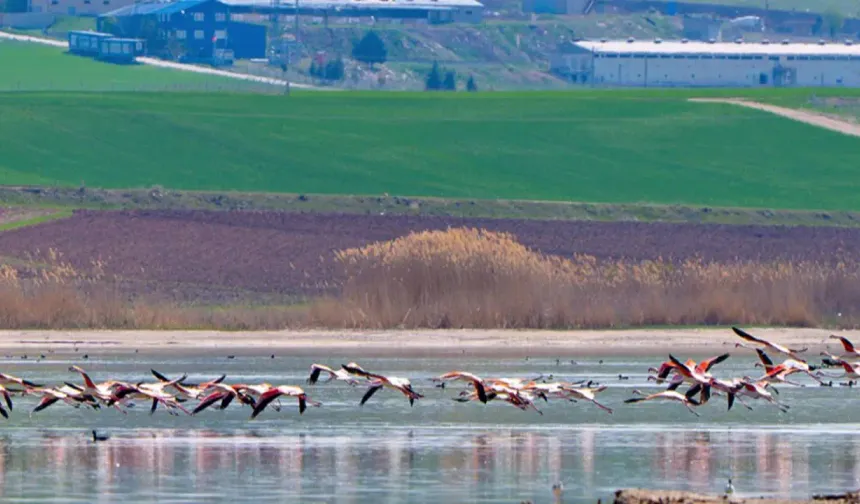 Gölbaşı'nda pembe kanatlar: Flamingolar görsel şölen sundular