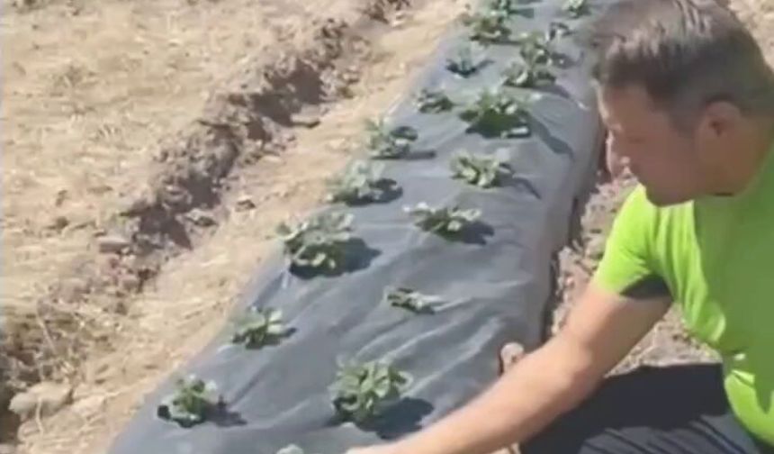 Kızılcahamamlı Çiftçi Mevlüt Şağban, Devlet Destekleriyle Üretimini Geliştiriyor