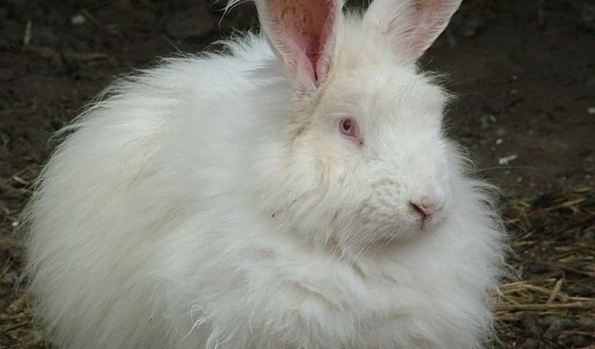 Ankara tavşanı ana vatanına döndü: 2 çiftle başladı, 130’a ulaştı!