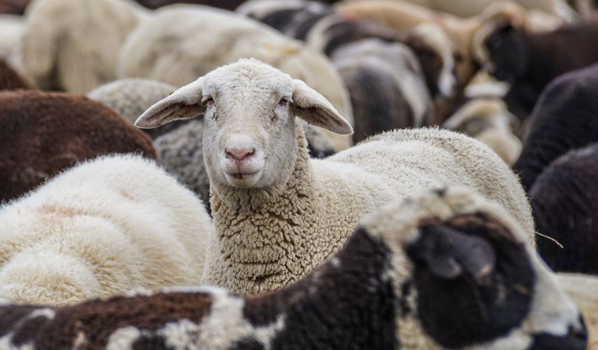 2026 Yılı Vekaletle Kurban Kesim Bedelleri Belli Oldu: Yurt İçi ve Yurt Dışı Ücretleri Açıklandı