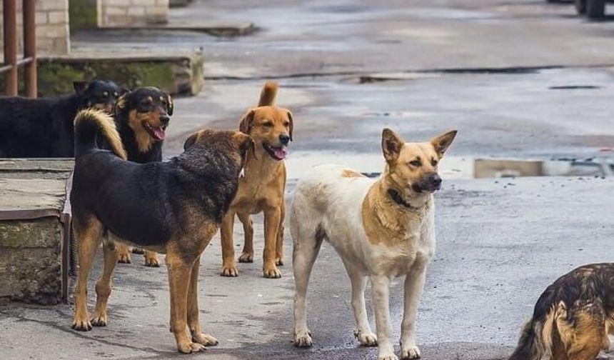 İstanbul Valisi’nden sahipsiz hayvanlar için net mesaj: “Zorunluluktur, taviz yok”