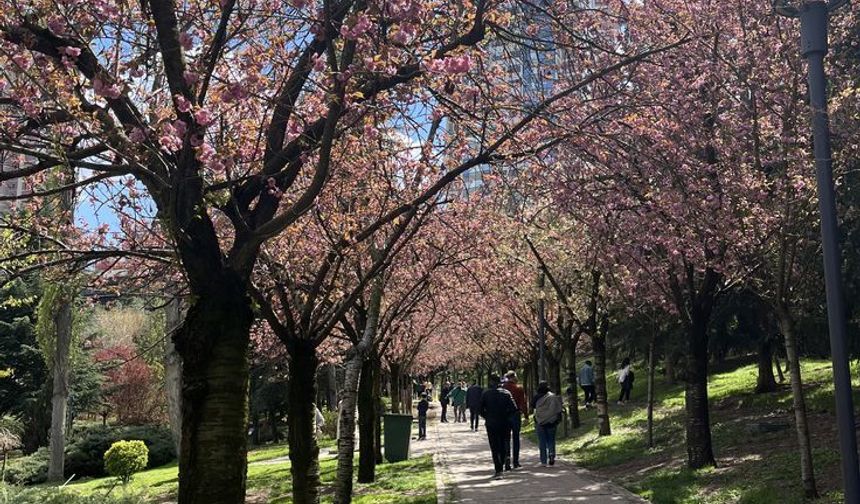 Dikmen Vadisi’nde Sakura Çiçekleri Açtı: Baharın Renkli Manzarası
