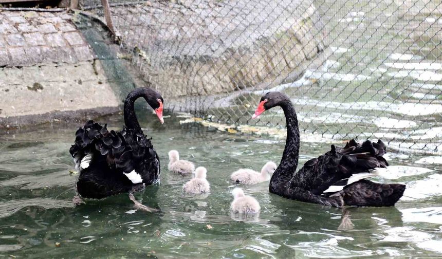Yavru Kuğular İle Ankara'ya Renk Kalplere Neşe Geldi