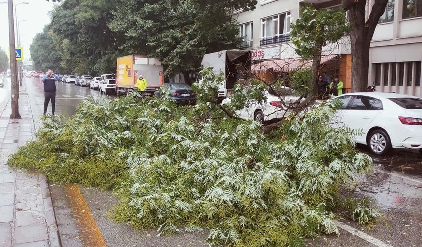 Ankara’da Sağanak Yağış Etkili Oluyor: Kurtuluş’ta Devrilen Ağaç Trafiği Kilitledi!
