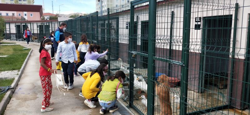 Sincan Belediyesi Hayvan Barınağına Sokak Hayvanları Günü’nde Yoğun İlgi
