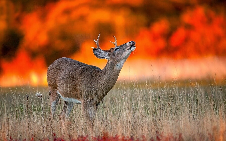 Fire Deer Crying